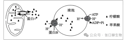 江苏省南京市2026届高三年级第二次模拟考试生物学答案及解析 ⊙-第8张图片-四季读书网