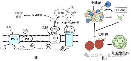 江苏省南京市2026届高三年级第二次模拟考试生物学答案及解析 ⊙-第11张图片-四季读书网