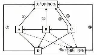 江苏省南京市2026届高三年级第二次模拟考试生物学答案及解析 ⊙-第15张图片-四季读书网