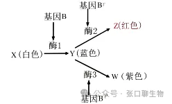江苏省南京市2026届高三年级第二次模拟考试生物学答案及解析 ⊙-第17张图片-四季读书网