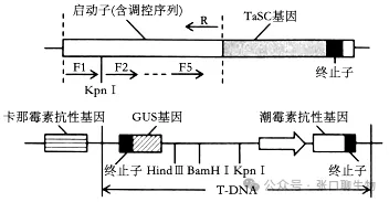江苏省南京市2026届高三年级第二次模拟考试生物学答案及解析 ⊙-第19张图片-四季读书网