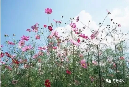 中考倒计时20天!语文复习点啥?-第1张图片-四季读书网