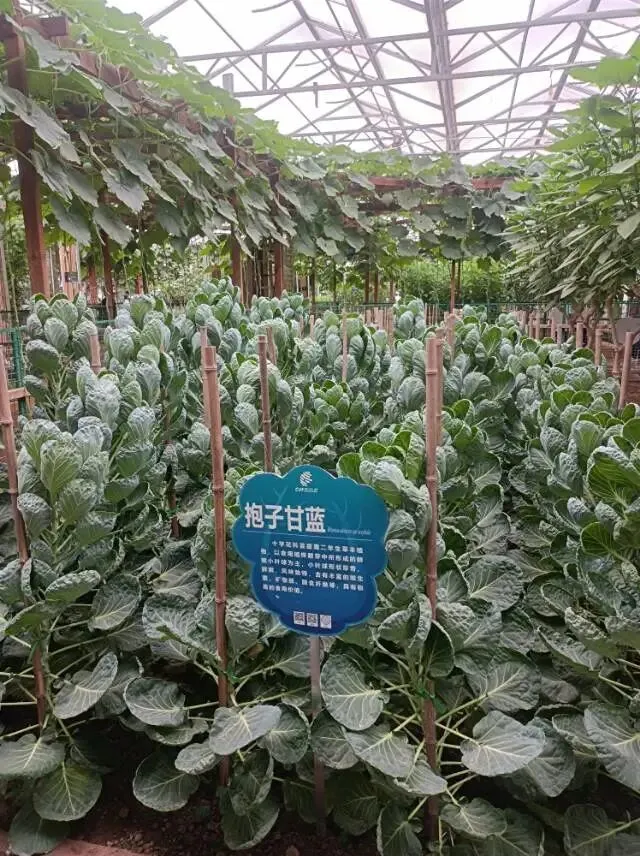 26真题:花园城市建设与民生实用问题:颜值与内涵缺一不可-第4张图片-四季读书网