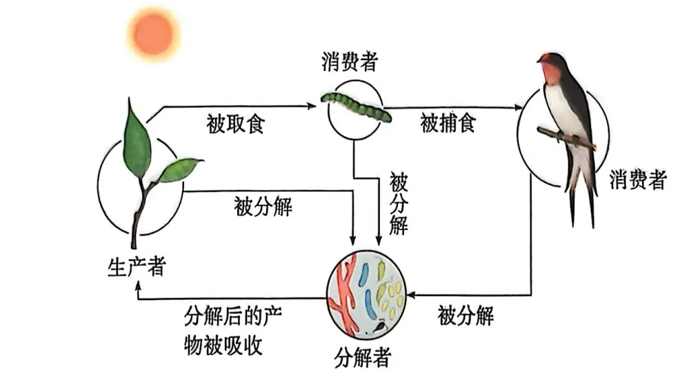 生物中考复习要点-第7张图片-四季读书网
