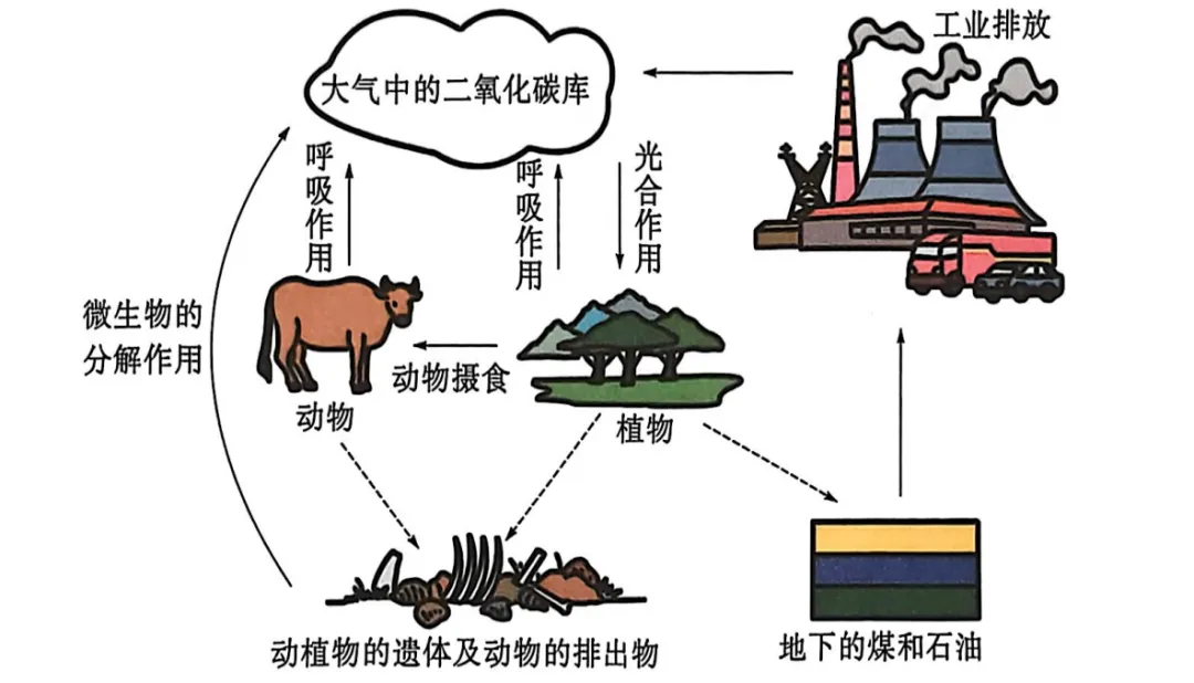生物中考复习要点-第8张图片-四季读书网