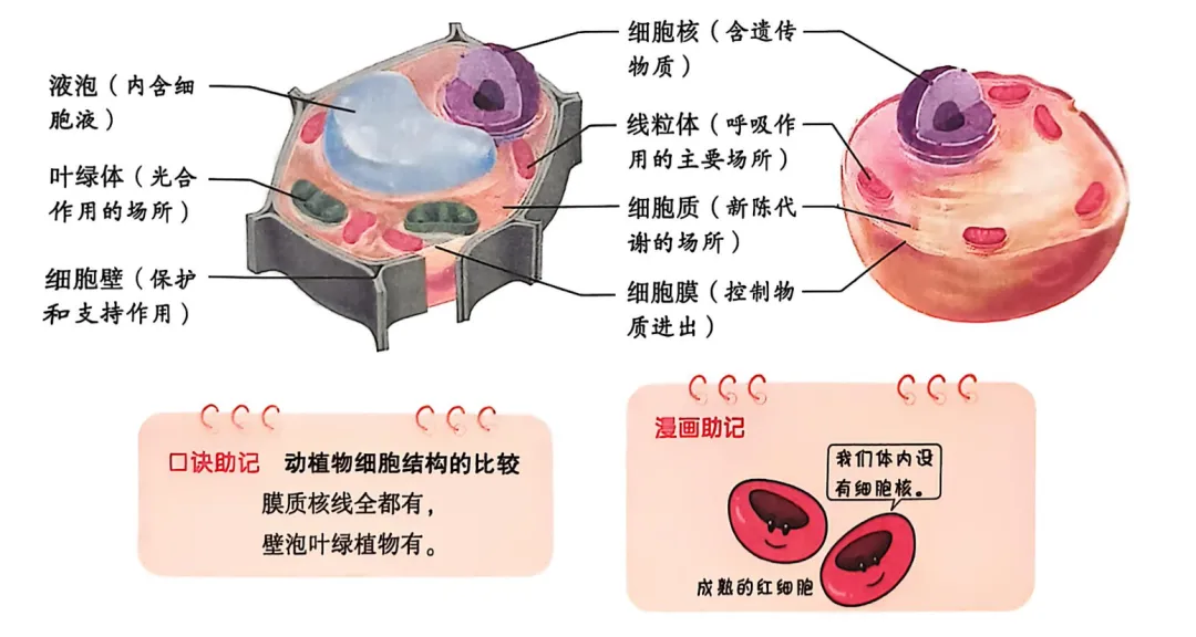 生物中考复习要点-第10张图片-四季读书网