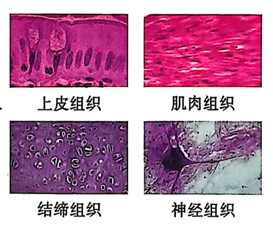 生物中考复习要点-第11张图片-四季读书网