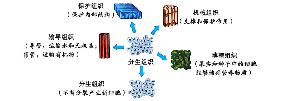 生物中考复习要点-第12张图片-四季读书网