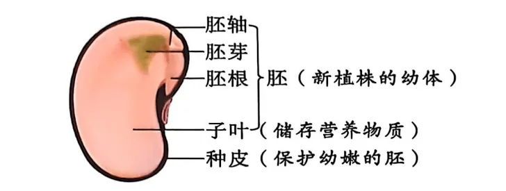 生物中考复习要点-第13张图片-四季读书网