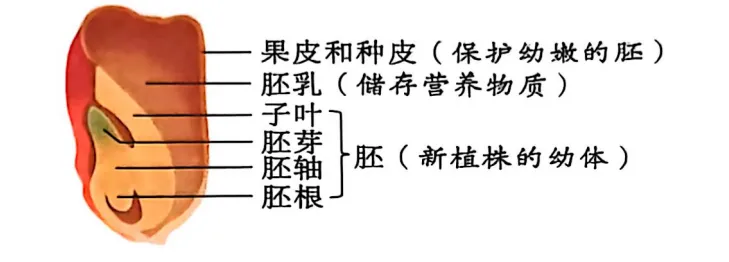 生物中考复习要点-第14张图片-四季读书网