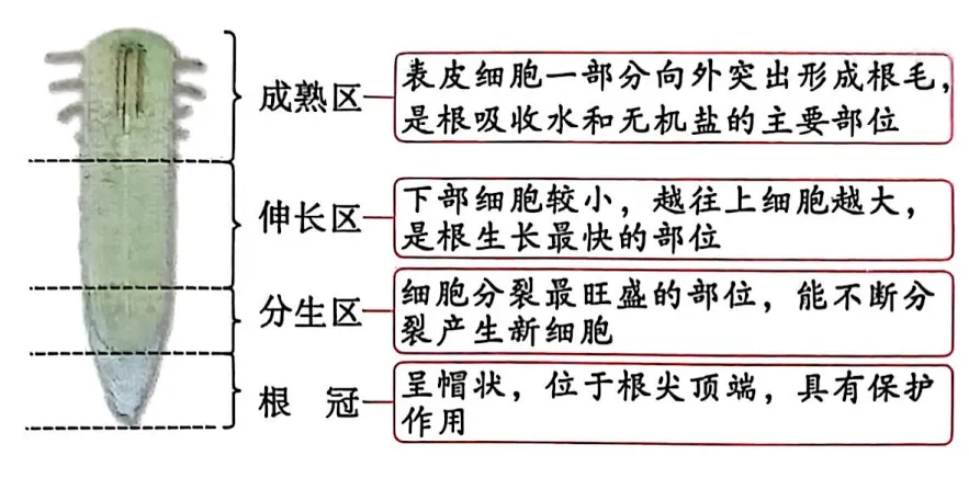 生物中考复习要点-第15张图片-四季读书网