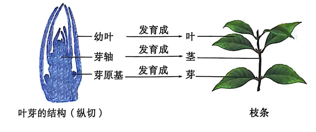 生物中考复习要点-第16张图片-四季读书网
