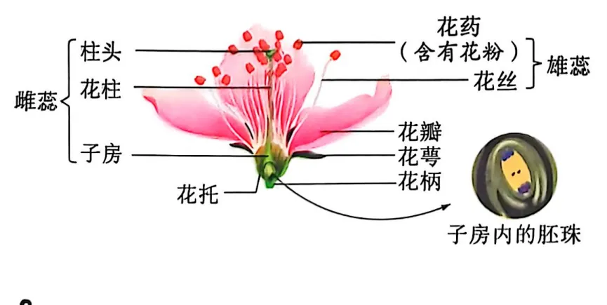 生物中考复习要点-第17张图片-四季读书网
