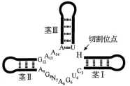 试题精选║湖北省2026届高三5月第二次模拟考试生物学试卷-第3张图片-四季读书网