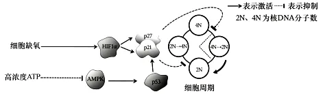 试题精选║湖北省2026届高三5月第二次模拟考试生物学试卷-第5张图片-四季读书网