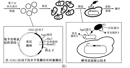 试题精选║湖北省2026届高三5月第二次模拟考试生物学试卷-第12张图片-四季读书网