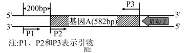 试题精选║湖北省2026届高三5月第二次模拟考试生物学试卷-第13张图片-四季读书网