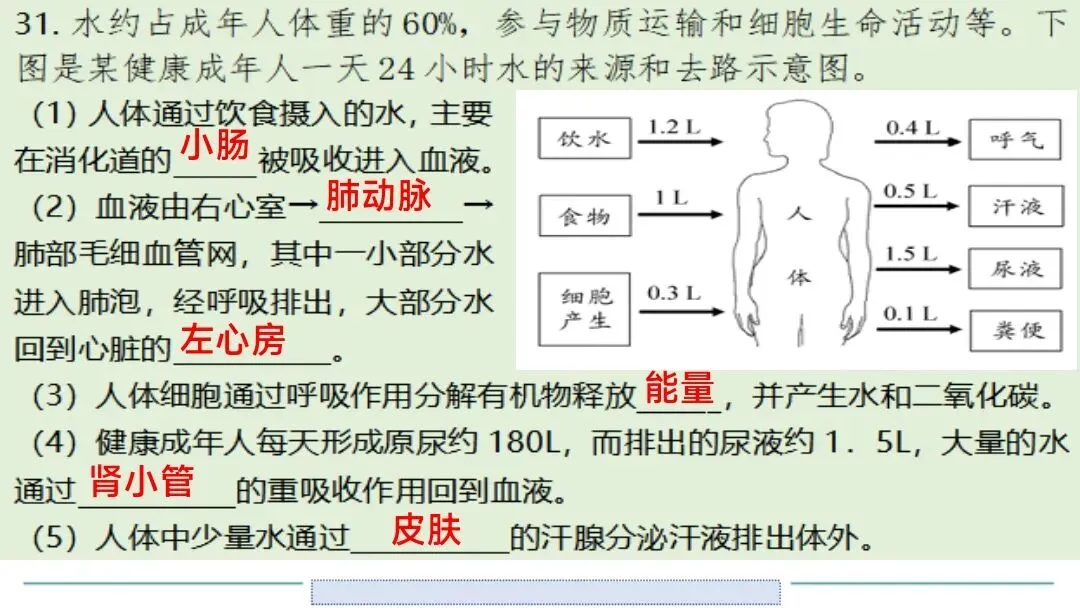 生物中考二轮复习pptx课件(共7个主题+4个专项,包括思维导图+特训之题型解读、方法技巧、专项突破等) 主题4 人体生理与健康-第14张图片-四季读书网 生物中考二轮复习pptx课件(共7个主题+4个专项,包括思维导图+特训之题型解读、方法技巧、专项突破等) 主题4 人体生理与健康-第14张图片-四季读书网