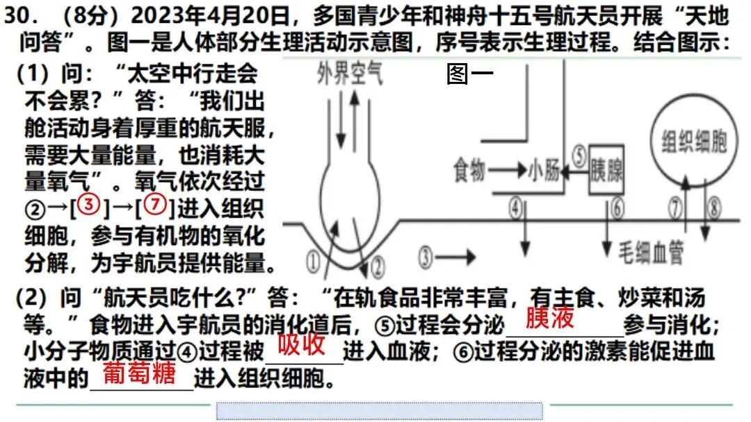 生物中考二轮复习pptx课件(共7个主题+4个专项,包括思维导图+特训之题型解读、方法技巧、专项突破等) 主题4 人体生理与健康-第16张图片-四季读书网 生物中考二轮复习pptx课件(共7个主题+4个专项,包括思维导图+特训之题型解读、方法技巧、专项突破等) 主题4 人体生理与健康-第16张图片-四季读书网