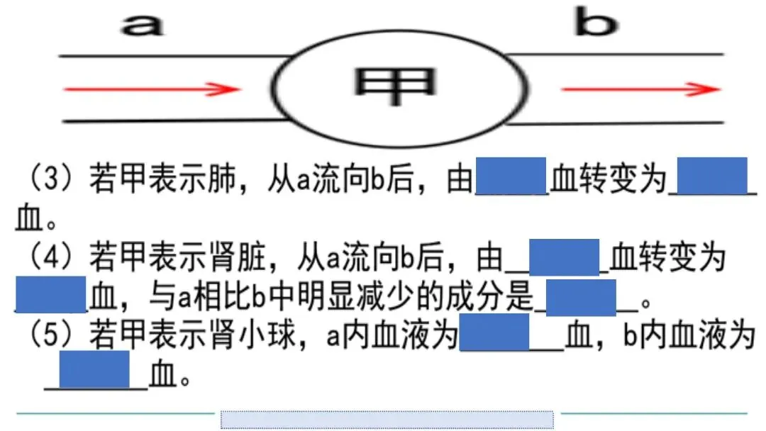 生物中考二轮复习pptx课件(共7个主题+4个专项,包括思维导图+特训之题型解读、方法技巧、专项突破等) 主题4 人体生理与健康-第19张图片-四季读书网 生物中考二轮复习pptx课件(共7个主题+4个专项,包括思维导图+特训之题型解读、方法技巧、专项突破等) 主题4 人体生理与健康-第19张图片-四季读书网