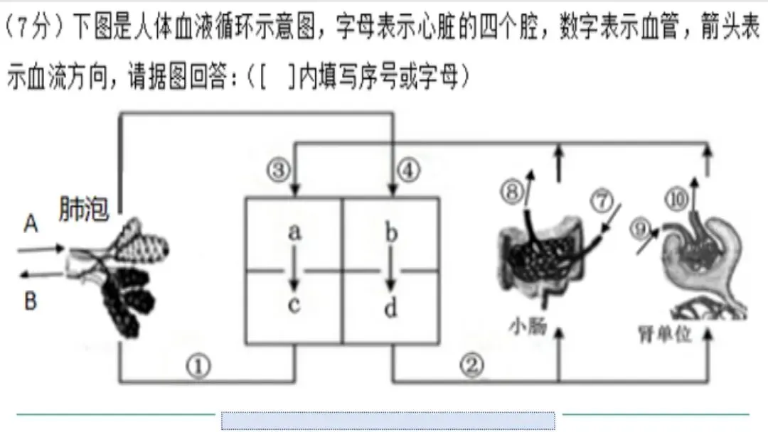 生物中考二轮复习pptx课件(共7个主题+4个专项,包括思维导图+特训之题型解读、方法技巧、专项突破等) 主题4 人体生理与健康-第20张图片-四季读书网 生物中考二轮复习pptx课件(共7个主题+4个专项,包括思维导图+特训之题型解读、方法技巧、专项突破等) 主题4 人体生理与健康-第20张图片-四季读书网