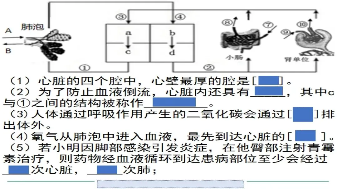 生物中考二轮复习pptx课件(共7个主题+4个专项,包括思维导图+特训之题型解读、方法技巧、专项突破等) 主题4 人体生理与健康-第21张图片-四季读书网 生物中考二轮复习pptx课件(共7个主题+4个专项,包括思维导图+特训之题型解读、方法技巧、专项突破等) 主题4 人体生理与健康-第21张图片-四季读书网