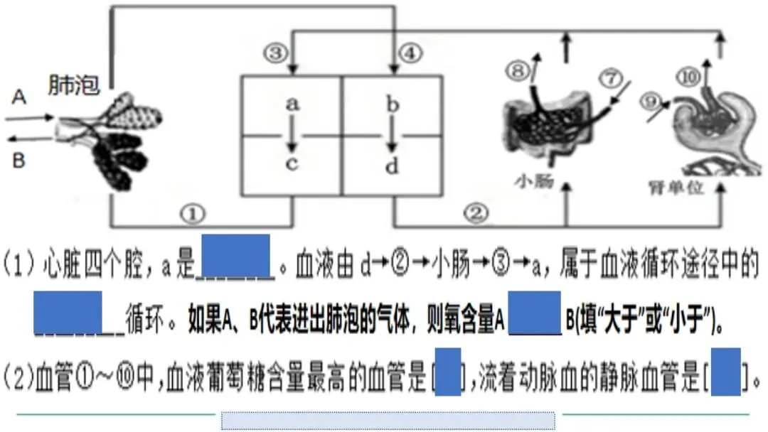 生物中考二轮复习pptx课件(共7个主题+4个专项,包括思维导图+特训之题型解读、方法技巧、专项突破等) 主题4 人体生理与健康-第22张图片-四季读书网 生物中考二轮复习pptx课件(共7个主题+4个专项,包括思维导图+特训之题型解读、方法技巧、专项突破等) 主题4 人体生理与健康-第22张图片-四季读书网