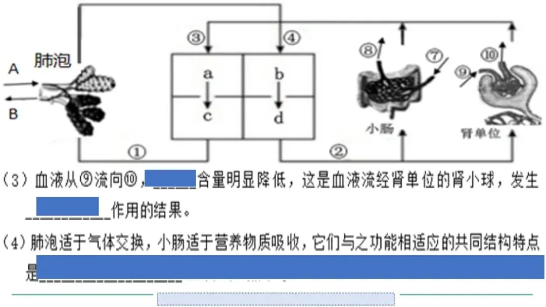 生物中考二轮复习pptx课件(共7个主题+4个专项,包括思维导图+特训之题型解读、方法技巧、专项突破等) 主题4 人体生理与健康-第23张图片-四季读书网 生物中考二轮复习pptx课件(共7个主题+4个专项,包括思维导图+特训之题型解读、方法技巧、专项突破等) 主题4 人体生理与健康-第23张图片-四季读书网