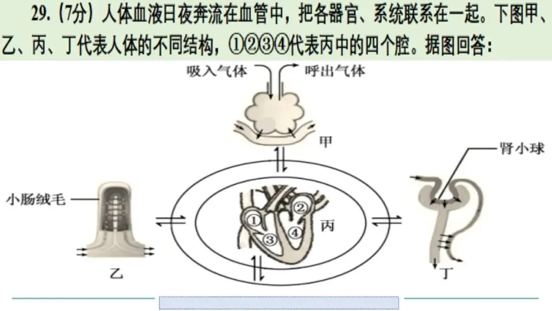 生物中考二轮复习pptx课件(共7个主题+4个专项,包括思维导图+特训之题型解读、方法技巧、专项突破等) 主题4 人体生理与健康-第24张图片-四季读书网 生物中考二轮复习pptx课件(共7个主题+4个专项,包括思维导图+特训之题型解读、方法技巧、专项突破等) 主题4 人体生理与健康-第24张图片-四季读书网
