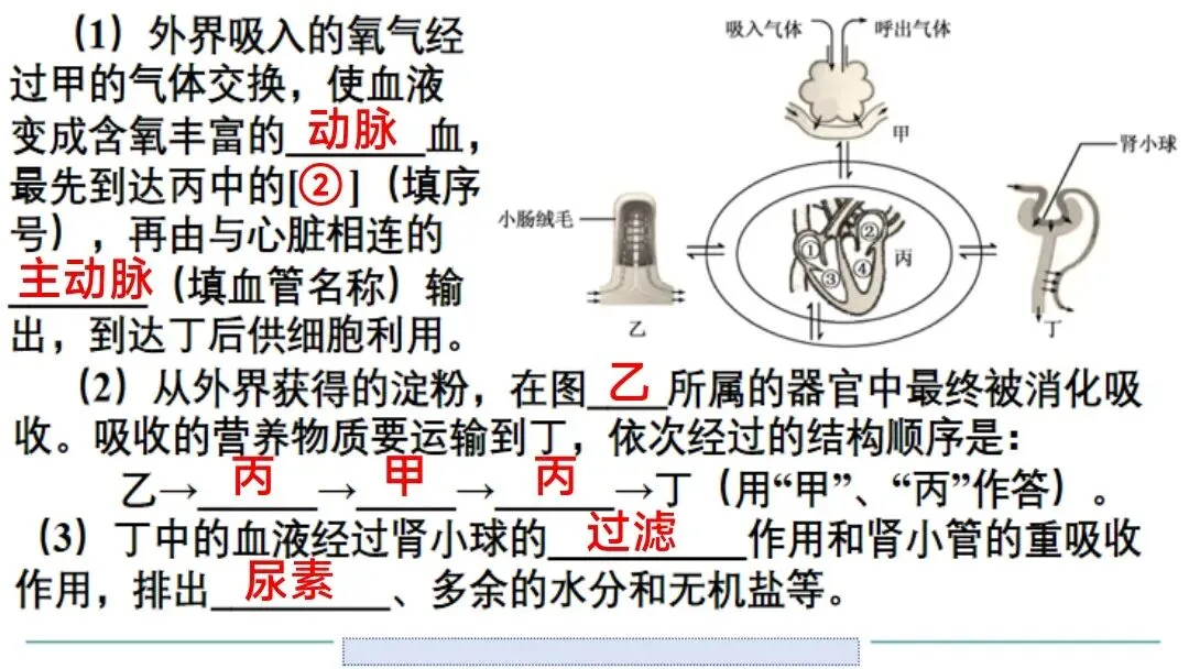 生物中考二轮复习pptx课件(共7个主题+4个专项,包括思维导图+特训之题型解读、方法技巧、专项突破等) 主题4 人体生理与健康-第25张图片-四季读书网 生物中考二轮复习pptx课件(共7个主题+4个专项,包括思维导图+特训之题型解读、方法技巧、专项突破等) 主题4 人体生理与健康-第25张图片-四季读书网