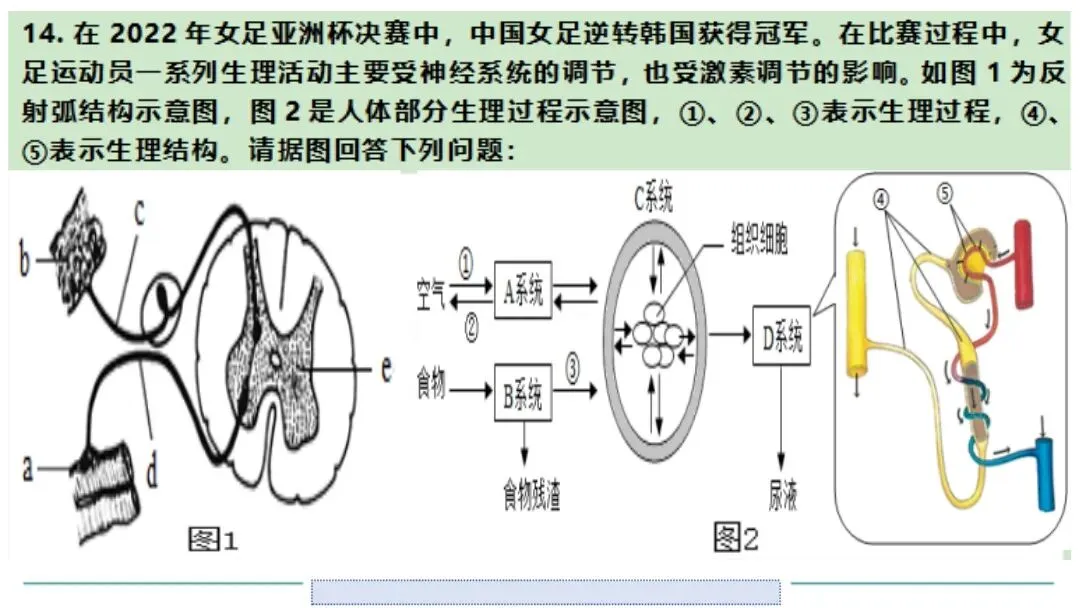 生物中考二轮复习pptx课件(共7个主题+4个专项,包括思维导图+特训之题型解读、方法技巧、专项突破等) 主题4 人体生理与健康-第26张图片-四季读书网 生物中考二轮复习pptx课件(共7个主题+4个专项,包括思维导图+特训之题型解读、方法技巧、专项突破等) 主题4 人体生理与健康-第26张图片-四季读书网