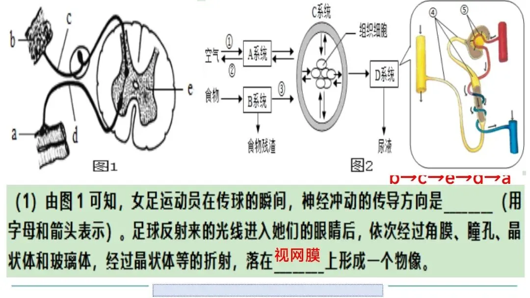 生物中考二轮复习pptx课件(共7个主题+4个专项,包括思维导图+特训之题型解读、方法技巧、专项突破等) 主题4 人体生理与健康-第27张图片-四季读书网 生物中考二轮复习pptx课件(共7个主题+4个专项,包括思维导图+特训之题型解读、方法技巧、专项突破等) 主题4 人体生理与健康-第27张图片-四季读书网