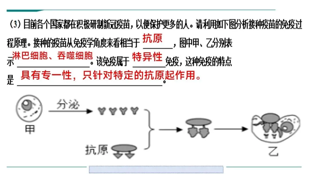 生物中考二轮复习pptx课件(共7个主题+4个专项,包括思维导图+特训之题型解读、方法技巧、专项突破等) 主题4 人体生理与健康-第32张图片-四季读书网 生物中考二轮复习pptx课件(共7个主题+4个专项,包括思维导图+特训之题型解读、方法技巧、专项突破等) 主题4 人体生理与健康-第32张图片-四季读书网