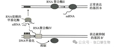 北京市西城区2026年高三模拟测试试卷生物学试题答案及解析 ⊙-第3张图片-四季读书网