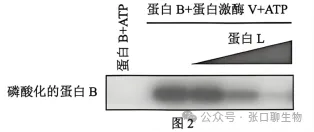 北京市西城区2026年高三模拟测试试卷生物学试题答案及解析 ⊙-第9张图片-四季读书网