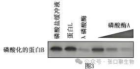 北京市西城区2026年高三模拟测试试卷生物学试题答案及解析 ⊙-第10张图片-四季读书网