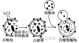 北京市西城区2026年高三模拟测试试卷生物学试题答案及解析 ⊙-第11张图片-四季读书网