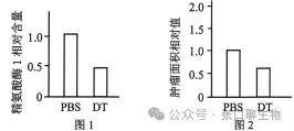 北京市西城区2026年高三模拟测试试卷生物学试题答案及解析 ⊙-第14张图片-四季读书网