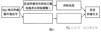 北京市西城区2026年高三模拟测试试卷生物学试题答案及解析 ⊙-第16张图片-四季读书网