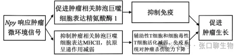 北京市西城区2026年高三模拟测试试卷生物学试题答案及解析 ⊙-第22张图片-四季读书网