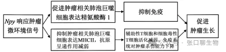 北京市西城区2026年高三模拟测试试卷生物学试题答案及解析 ⊙-第24张图片-四季读书网