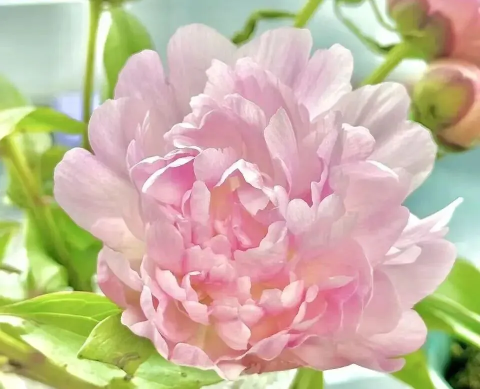 中考名额分配到区录取分数线的影响因素-第1张图片-四季读书网