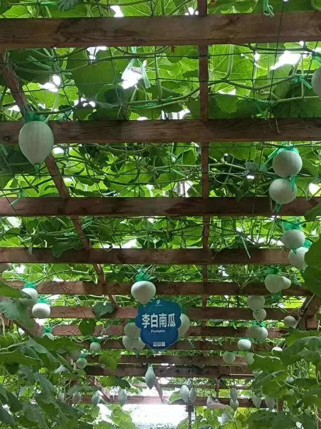 26真题:面对村委提交的错误紧急文件,我选择怎样应对?-第4张图片-四季读书网