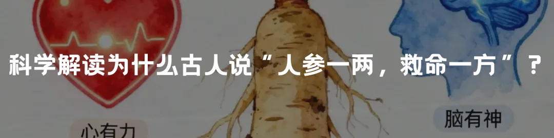 中考最后阶段脑力告急?5 篇国际权威期刊联合验证:人参能帮考生守住 3 个核心考场优势-第8张图片-四季读书网