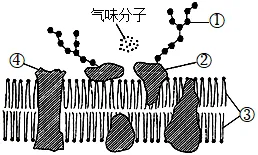 试题精选║安徽省合肥一中2026届高三5月模拟考试生物学试题-第1张图片-四季读书网