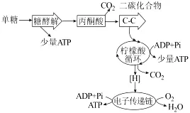 试题精选║安徽省合肥一中2026届高三5月模拟考试生物学试题-第2张图片-四季读书网