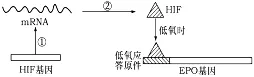 试题精选║安徽省合肥一中2026届高三5月模拟考试生物学试题-第3张图片-四季读书网