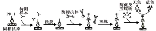试题精选║安徽省合肥一中2026届高三5月模拟考试生物学试题-第9张图片-四季读书网