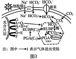 试题精选║安徽省合肥一中2026届高三5月模拟考试生物学试题-第11张图片-四季读书网