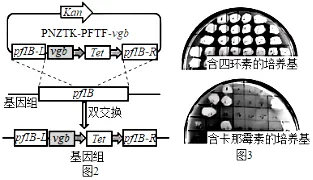 试题精选║安徽省合肥一中2026届高三5月模拟考试生物学试题-第17张图片-四季读书网